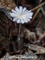 Coprinopsis patouillardii-amf1950-2
